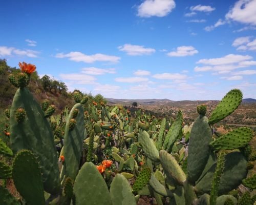 Les cactus