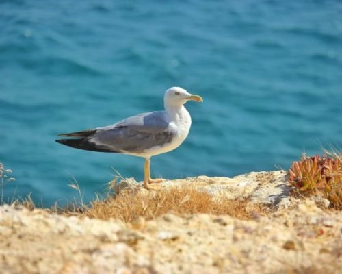 Une mouette sur les falaises des 7 vallées suspendues en Algarve