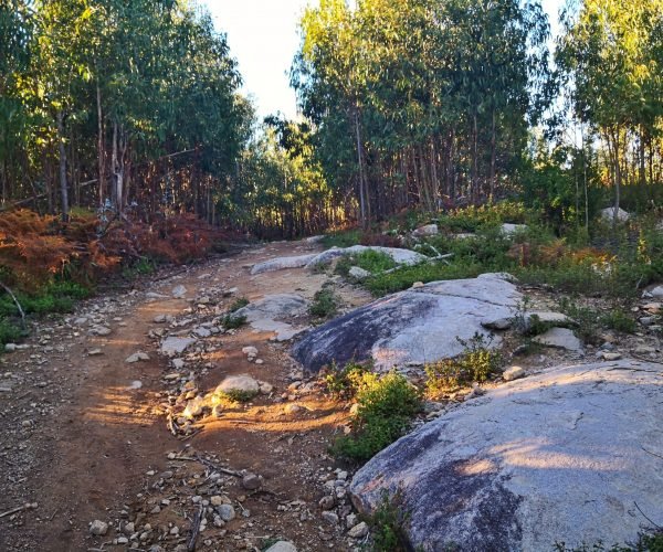 Chemin dans la forêt