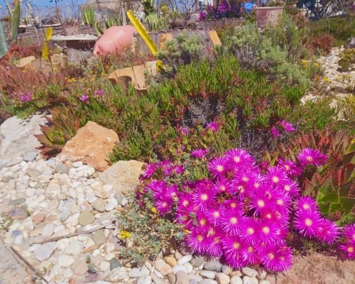 riaformosa-ile-olhao-culatra-fleurs