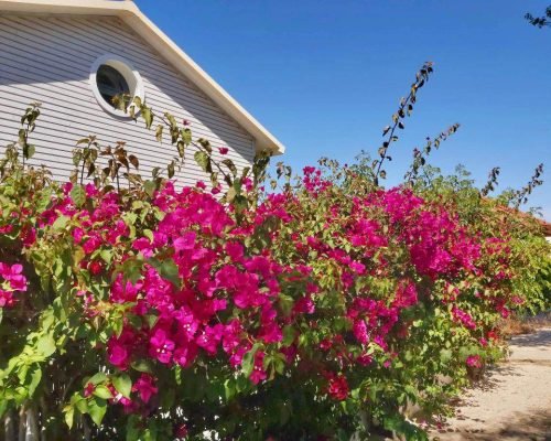 riaformosa-ile-olhao-excursion-fleurs